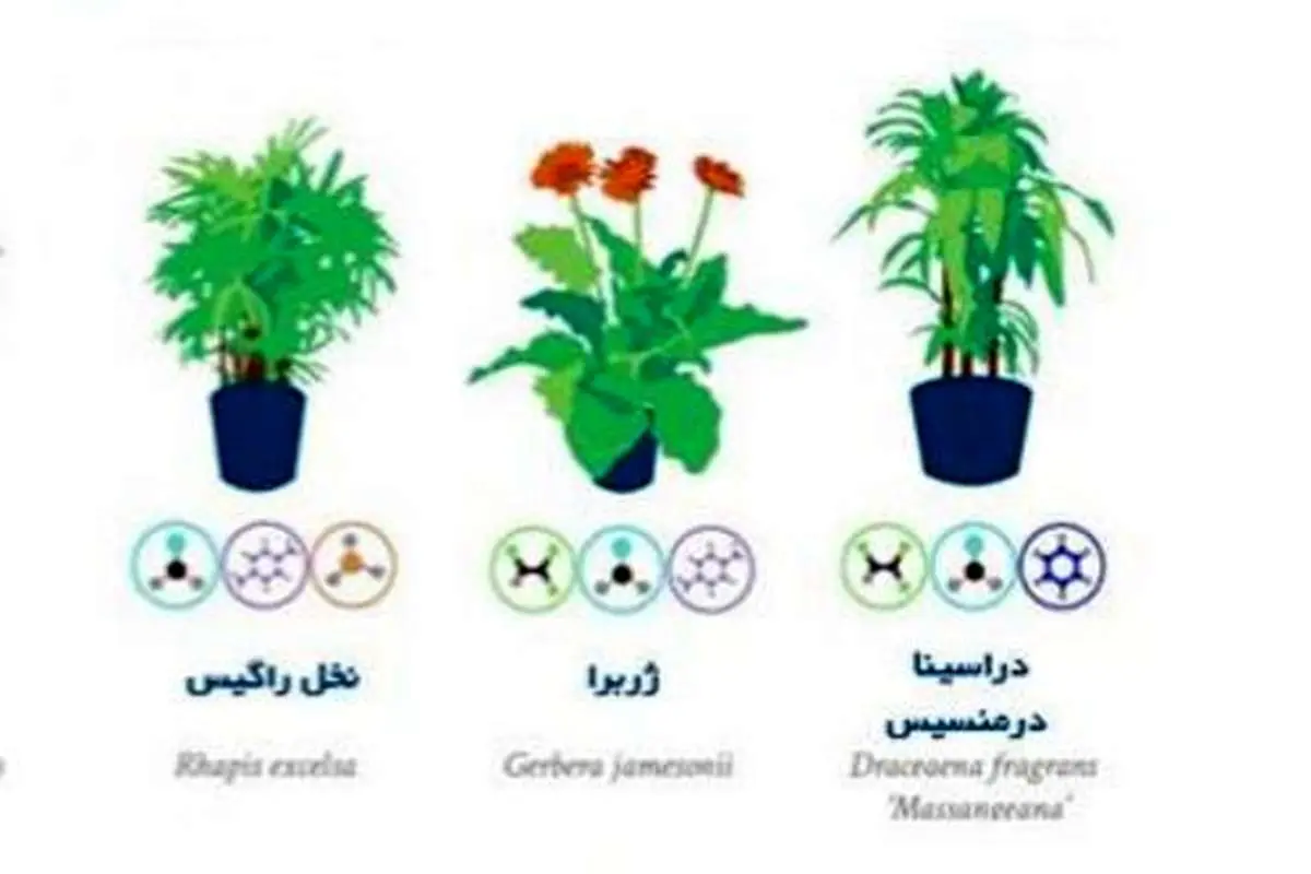 (تصاویر) بهترین گیاهان آپارتمانی برای تصفیه هوا
