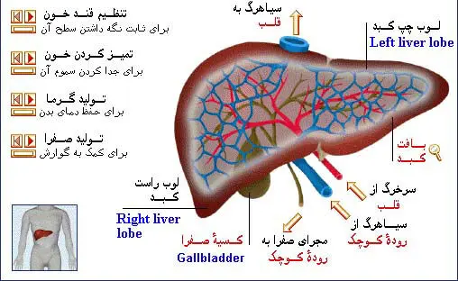 کبدتان را چقدر می‌شناسید؟
