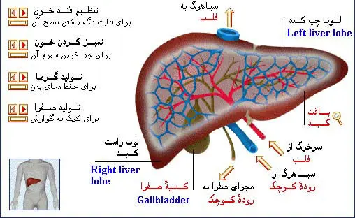 کبدتان را چقدر می‌شناسید؟