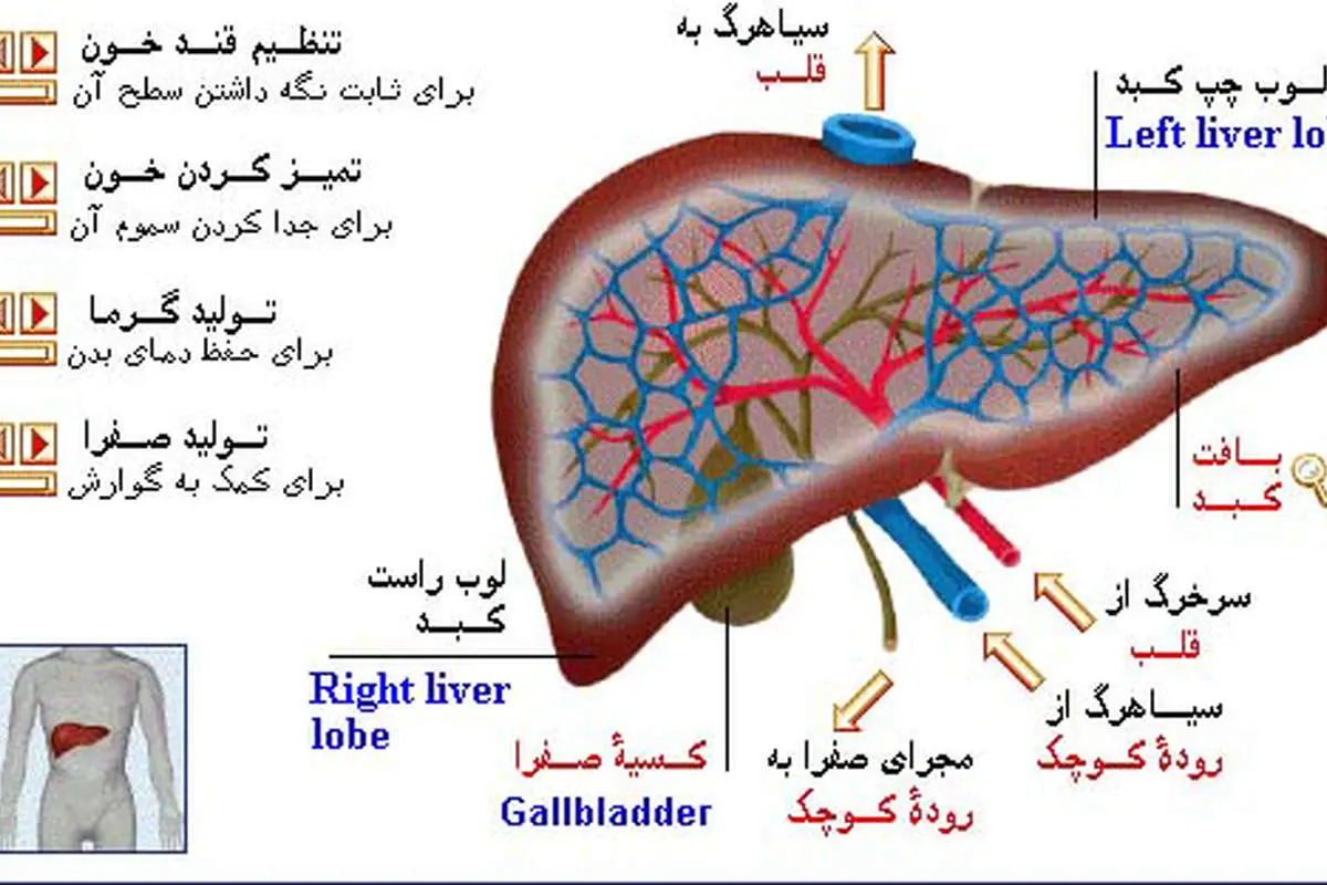 کبدتان را چقدر میشناسید؟