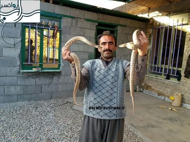 زندگی یک خانواده کرد با "مار"ها!