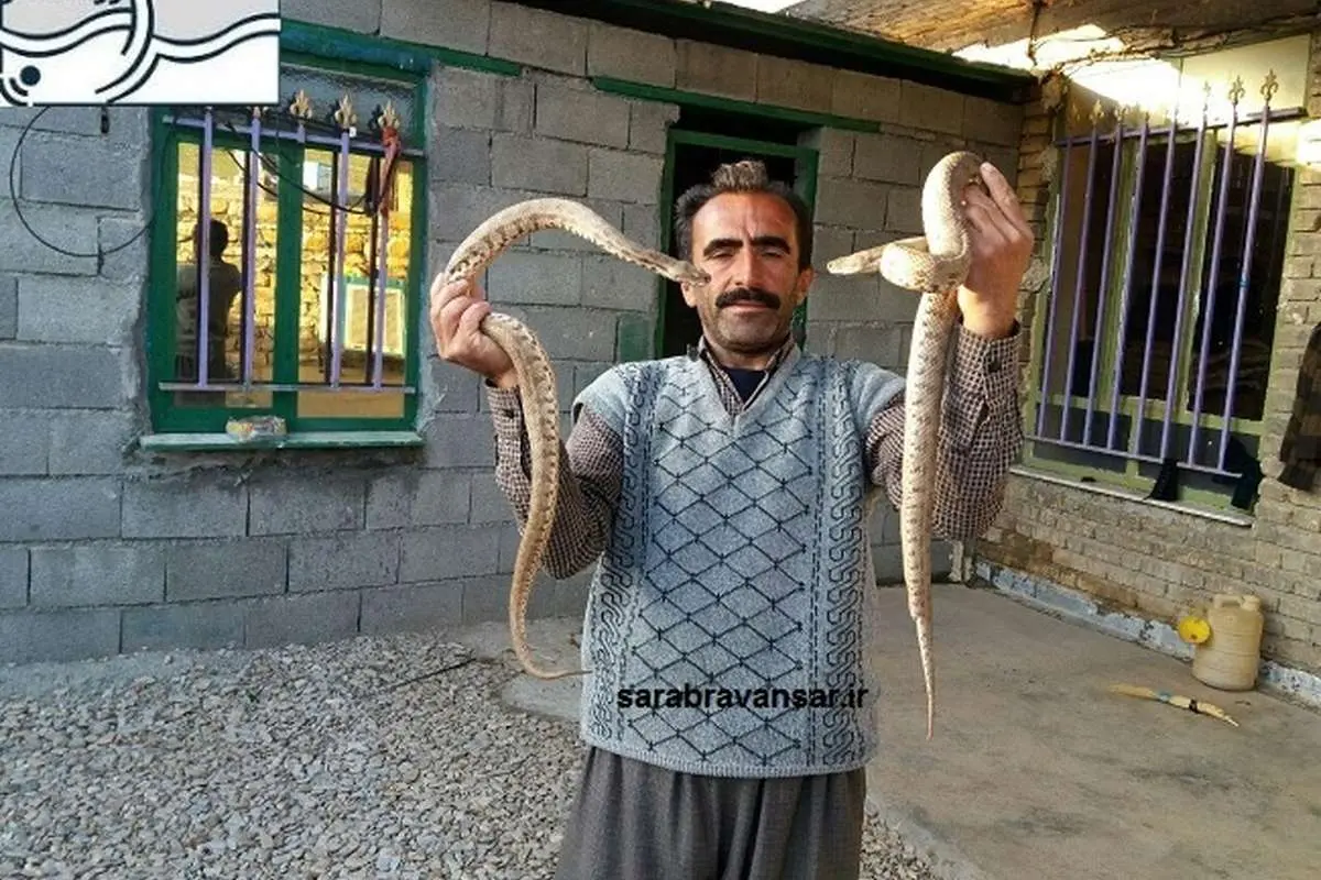 زندگی یک خانواده کرد با "مار"ها!