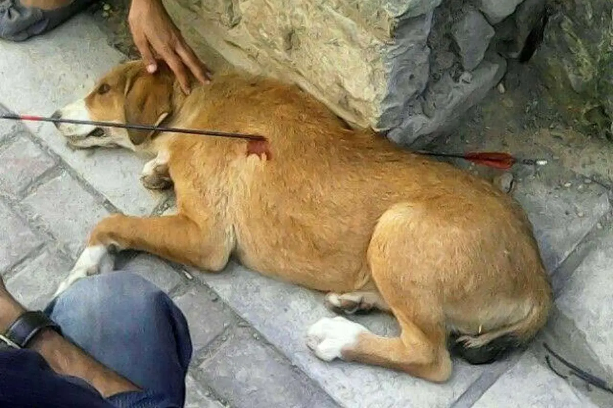 شیوه جدید حیوان‌ آزاری این بار در مشهد