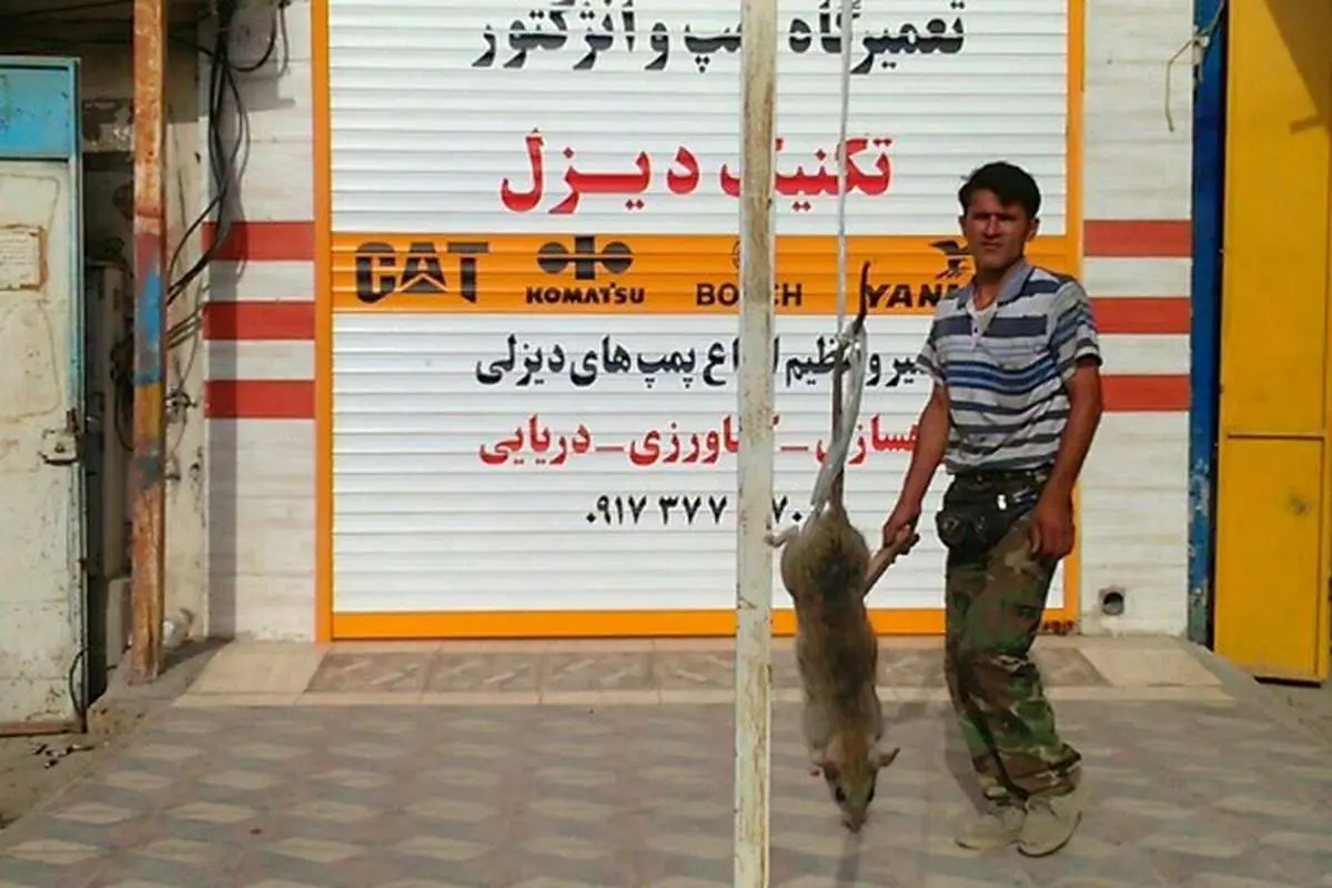 (تصویر)شکار موش 27 کیلویی در بوشهر