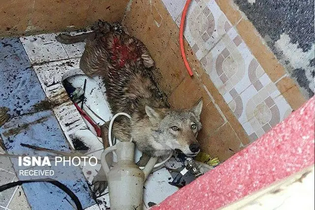 (تصویر) زنده‌گیری گرگ در یک منزل مسکونی