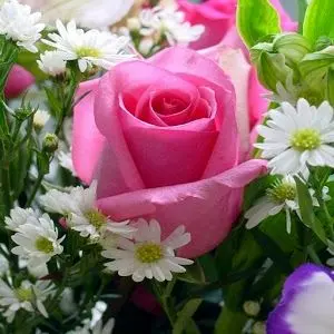 فرارو میلاد پیام آور پاکی ها را تبریک می گوید
