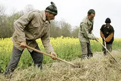 پول جبران خسارت خشکسالی کشاورزان چه شد؟