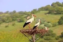ببینید؛ وداع عاشقانه لک‌لک‌ها با هلال ماه نو در روستای کپر جودکی