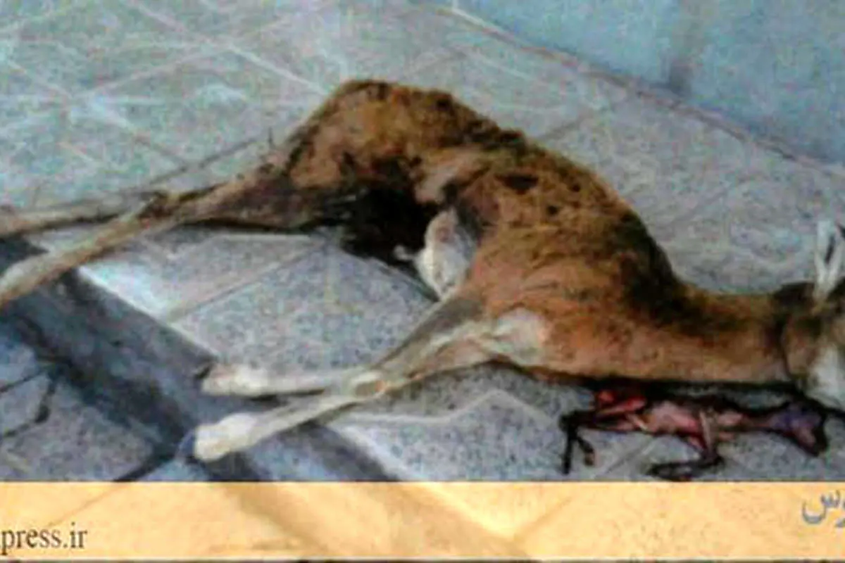 اقدام بی رحمانه یک شکارچی در کرمان
