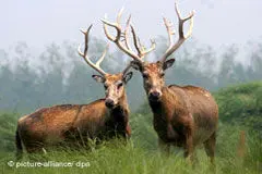 جشن ‌بهمن‌گان، روز ملی حمایت از حیوانات در ایران