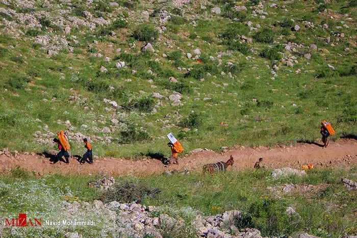 (تصاویر) کولبری، جدال نان و جان در هورامان