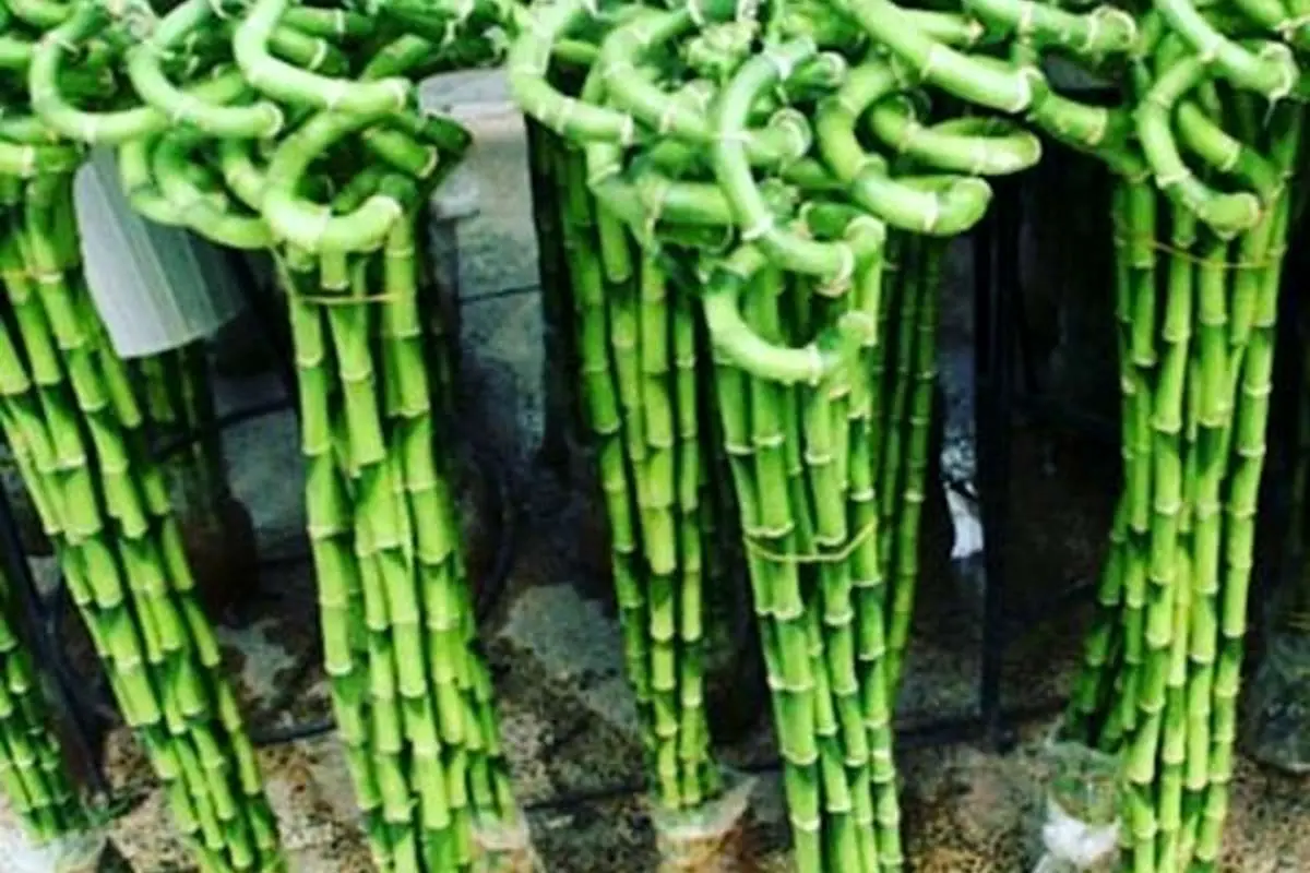 طرح جمع‌آوری بن‌سای و لاکی‌بامبو از شنبه