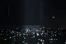 شکار دسته‌جمعی پرندگان دریایی در دل شب