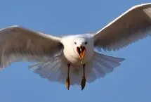 ببینید؛ شکار بی‌رحمانه کبوتر توسط مرغ دریایی