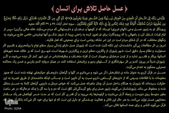 (تصاویر) عسل حاصل تلاش برای انسان