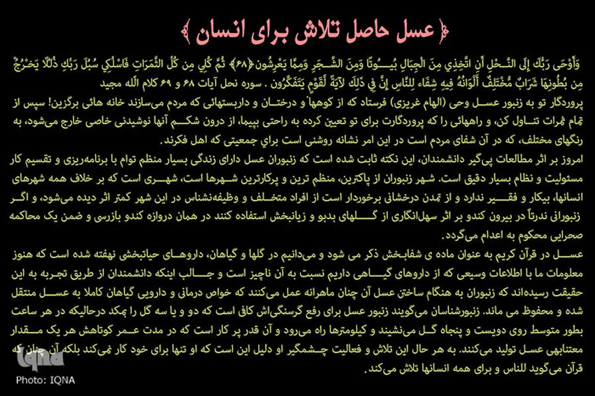 (تصاویر) عسل حاصل تلاش برای انسان