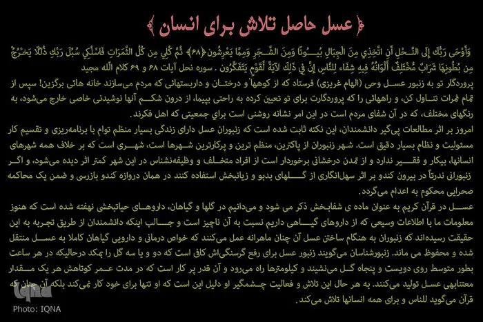 (تصاویر) عسل حاصل تلاش برای انسان