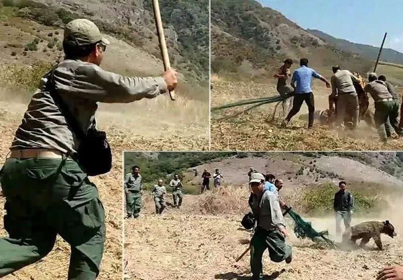 (ویدیو) لحظه دلخراش کشتن یک خرس توسط محیط بانان