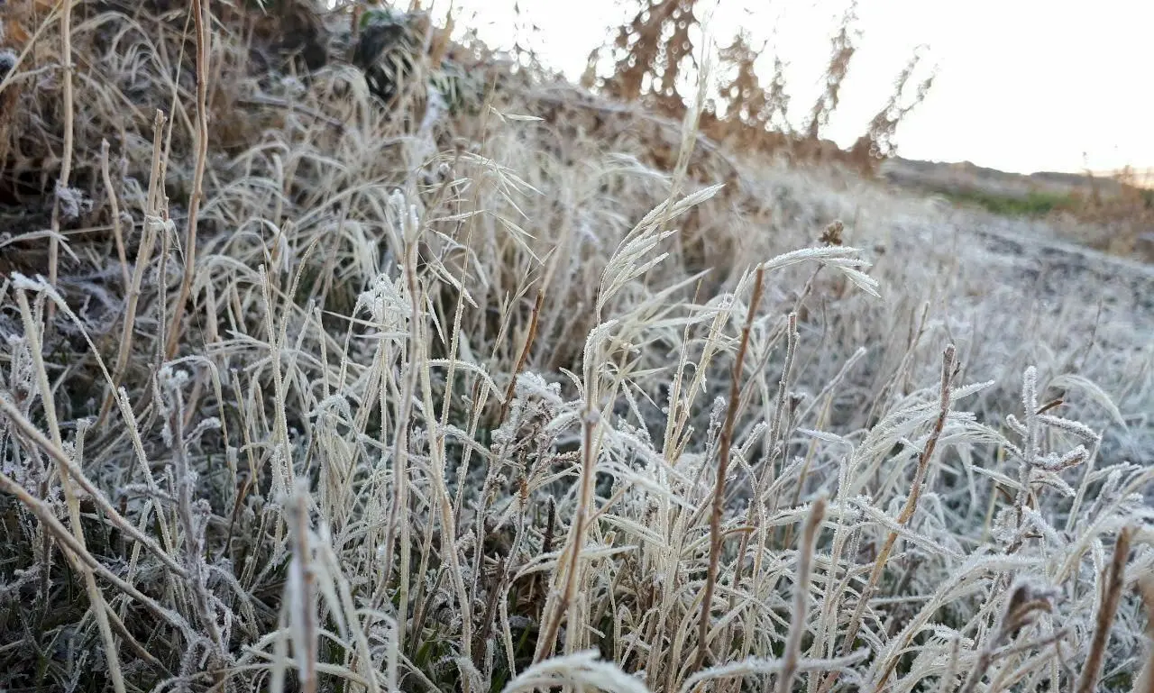 (تصویر) یخ زدن گیاهان چالدران در نیمه پاییز