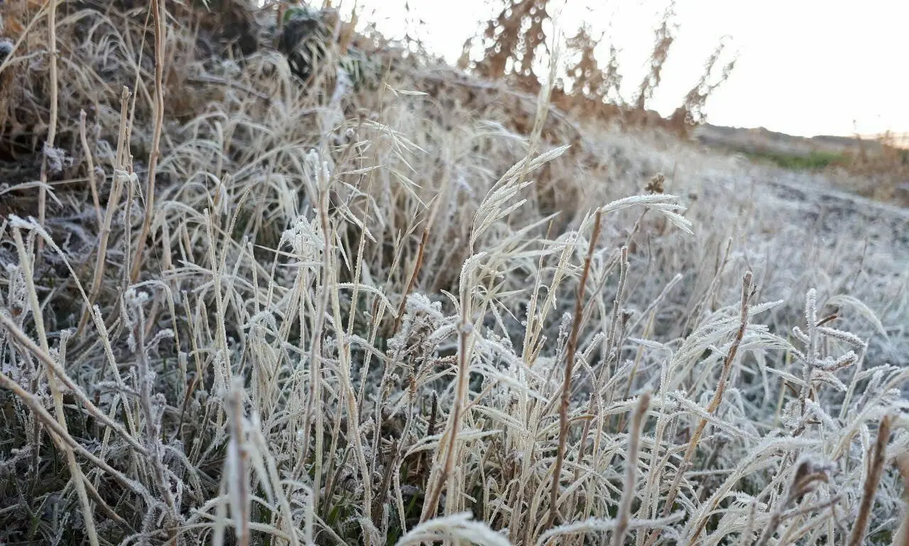 (تصویر) یخ زدن گیاهان چالدران در نیمه پاییز
