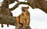 درگیری شیر با پلنگ روی شاخه‌های درخت
