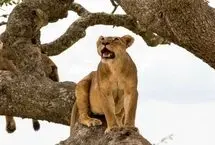 درگیری شیر با پلنگ روی شاخه‌های درخت