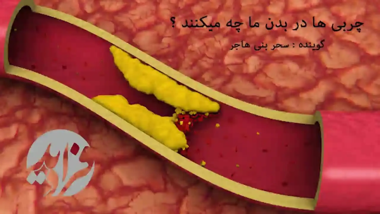 (بشنوید) چربی‌ها با بدن ما چه می‌کنند؟