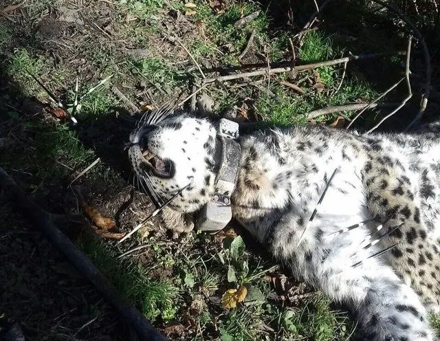 (عکس) آرزو کشته شد