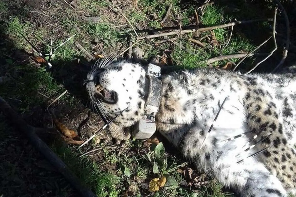 (عکس) آرزو کشته شد