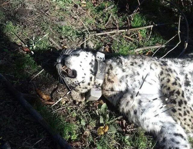 (عکس) آرزو کشته شد