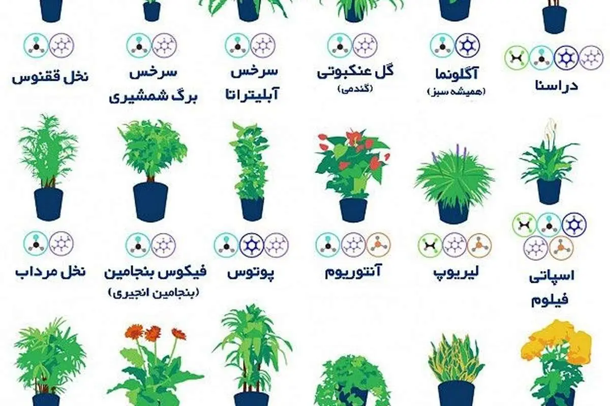 ناسا: با نگهداری این گلها از آلودگی هوا فرار کنید!