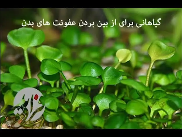 (بشنوید) گیاهانی برای از بین بردن عفونت های بدن