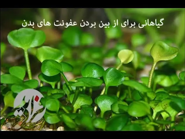 (بشنوید) گیاهانی برای از بین بردن عفونت های بدن