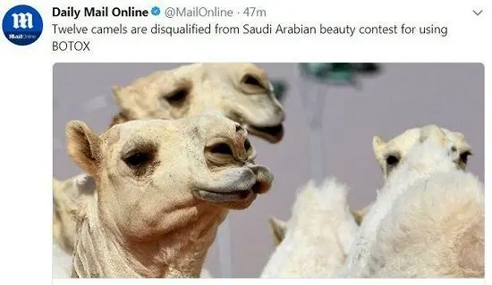 محرومیت ۱۲ شتر از مسابقات به دلیل عمل زیبایی!
