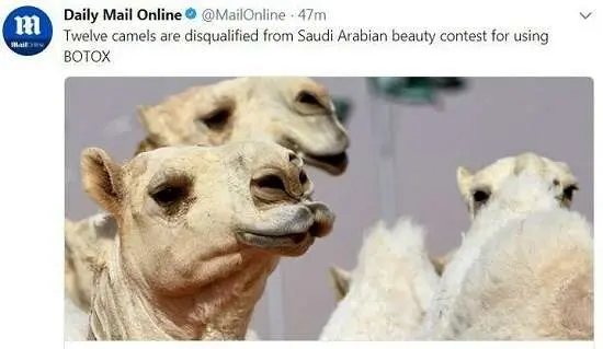 محرومیت ۱۲ شتر از مسابقات به دلیل عمل زیبایی!