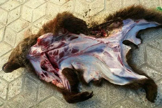 (عکس) چه کسی توله خرس کیاسر را کشت