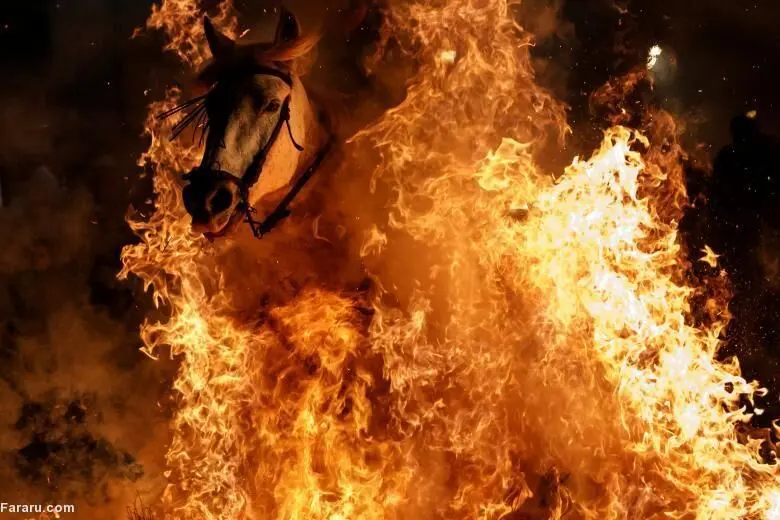(تصاویر) جشن اسپانیایی عبور اسب‌ها از آتش