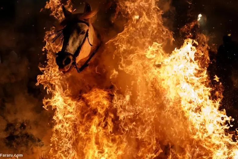 (تصاویر) جشن اسپانیایی عبور اسب‌ها از آتش