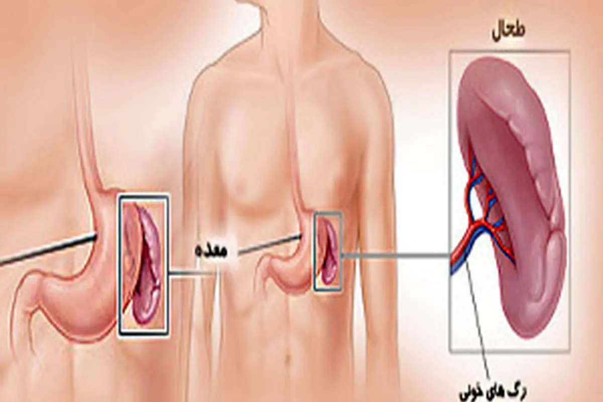 طحال چیست،کجاست و چه می کند؟