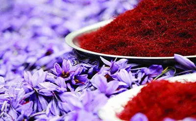 زعفران، مانعی در برابر از بین رفتن فولیکول‌های تخمدان!