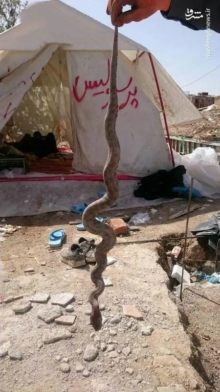 (تصویر) مارهای سمی؛ دردسر جدید زلزله‌زدگان