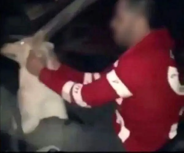 بازداشت فرد سگ آزار در خوزستان