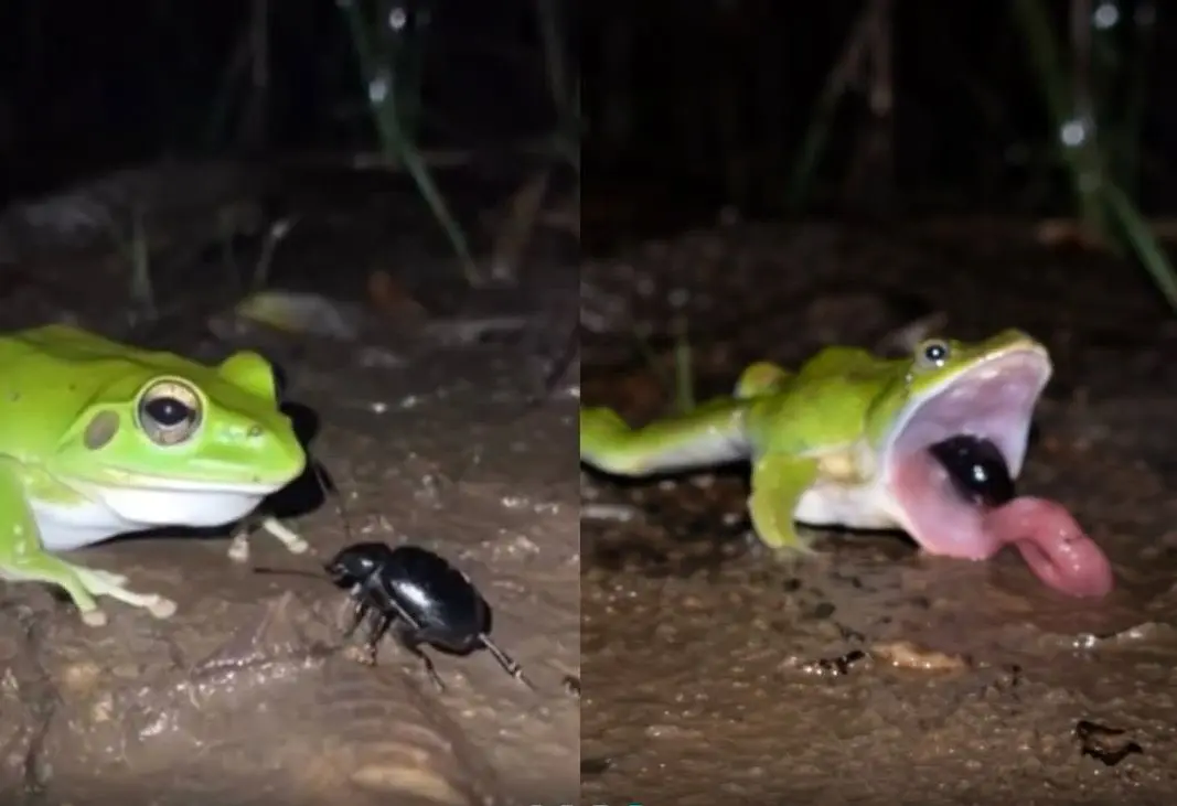 فرار باورنکردنی سوسک بمب‌افکن