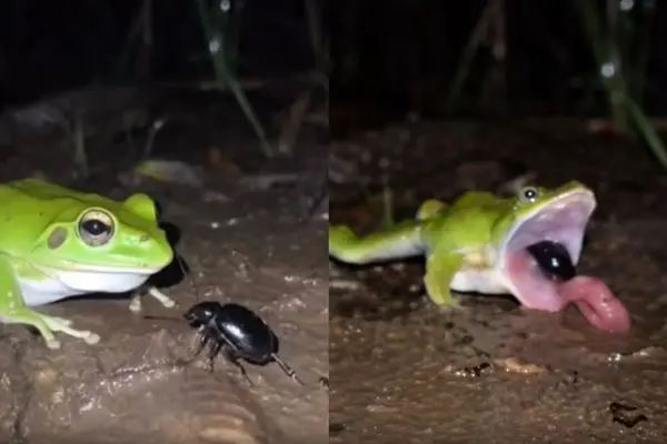 فرار باورنکردنی سوسک بمب‌افکن