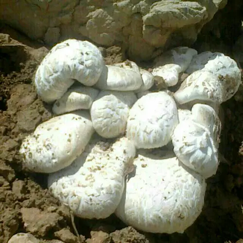جدال با مرگ در کوه قارون