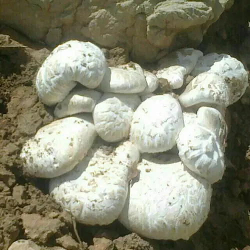 جدال با مرگ در کوه قارون