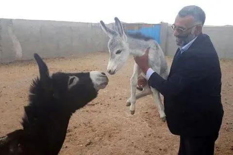تلاش یک کارآفرین برای احیای نسل الاغ