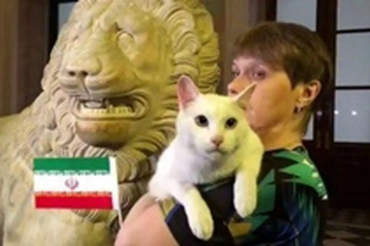 پیشبینی گربه پیشگوی جام جهانی: برد ایران مقابل مراکش