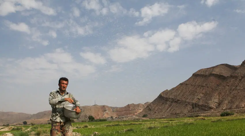 (تصاویر) کاشت برنج در خوزستان ...!؟