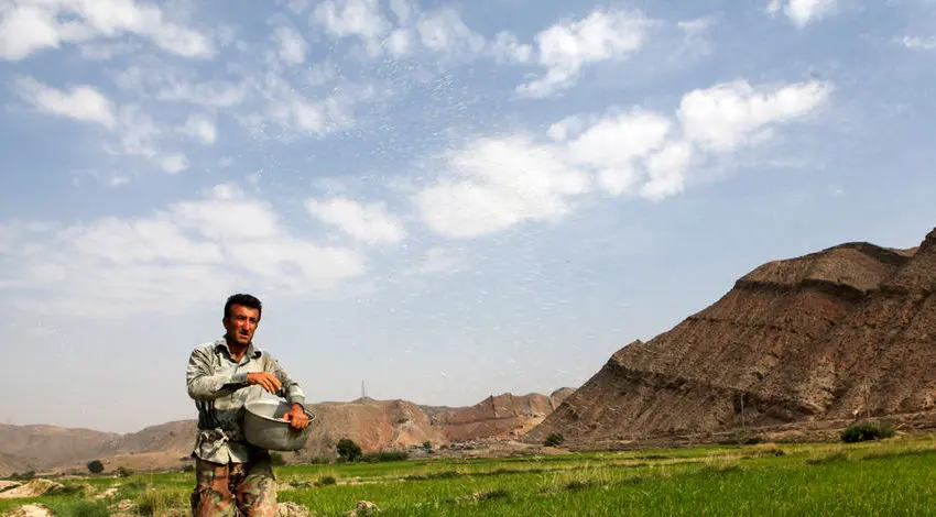 (تصاویر) کاشت برنج در خوزستان ...!؟